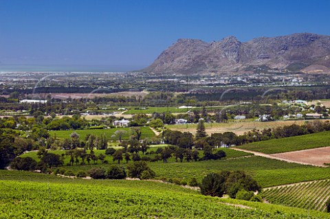 Vineyards of Klein Constantia with False Bay and Kalk Bay Peak in distance  Constantia Western Cape South Africa   Constantia