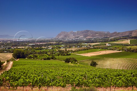 Vineyards of Klein Constantia with False Bay and Kalk Bay Peak in distance  Constantia Western Cape South Africa   Constantia