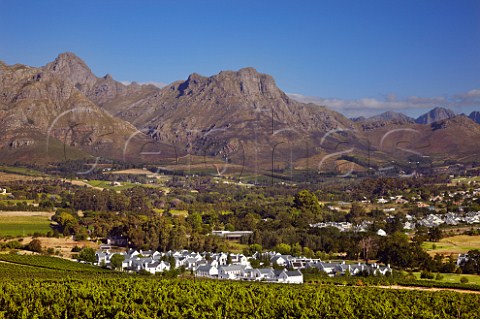 View over vineyard of Kleine Zalze to the Stellenbosch Mountains Stellenbosch  Western Cape South Africa  Stellenbosch