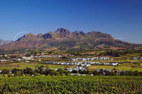 View over vineyard of Kleine Zalze to the Helderberg Mountain Stellenbosch Western Cape South Africa  Stellenbosch