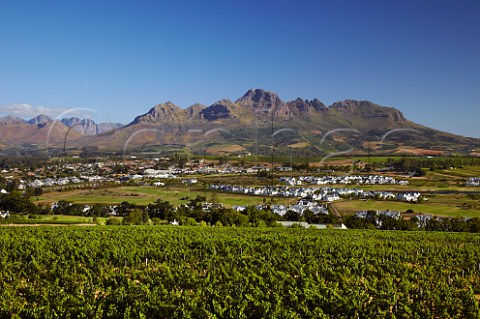 View over vineyard of Kleine Zalze to the Helderberg Mountain Stellenbosch Western Cape South Africa  Stellenbosch