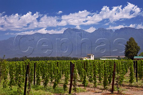 Vineyard of Viljoensdrift with the Langeberg Mountains in distance  Robertson Western Cape South Africa  Breede River Valley