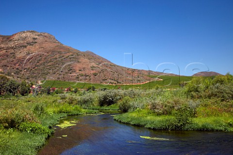 Vineyard of Viljoensdrift above the Breede River  Robertson Western Cape South Africa  Breede River Valley