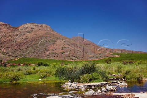 Vineyard of Viljoensdrift above the Breede River  Robertson Western Cape   South Africa  Breede River Valley