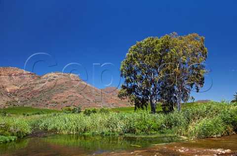Vineyard of Viljoensdrift above the Breede River  Robertson Western Cape South Africa  Breede River Valley