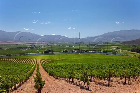 Vineyards of Viljoensdrift above the Breede River with the Langeberg Mountains in distance  Robertson Western Cape South Africa  Breede River Valley