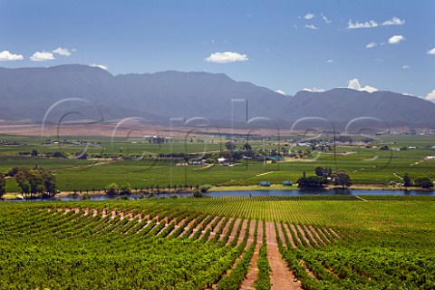 Vineyards of Viljoensdrift above the Breede River with the Langeberg Mountains in distance  Robertson Western Cape South Africa  Breede River Valley