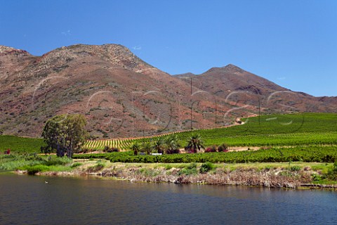 Vineyards of Viljoensdrift above the Breede River  Robertson Western Cape South Africa  Breede River Valley