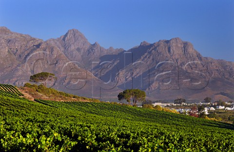 Vineyard of Kleine Zalze with Stellenbosch Mountain beyond  Stellenbosch Western Cape South Africa  Stellenbosch