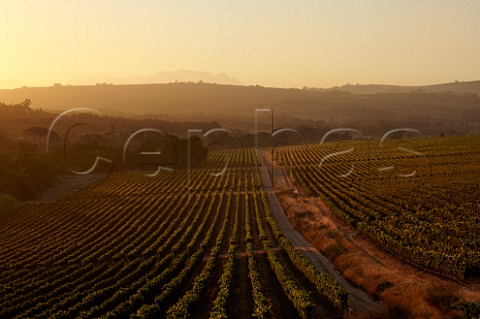 Sunset over vineyards of Kleine Zalze with Table Mountain in distance   Stellenbosch Western Cape South Africa   Stellenbosch