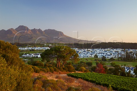 Vineyard and golf course of Kleine Zalze with Helderberg Mountain in distance   Stellenbosch Western Cape South Africa   Stellenbosch