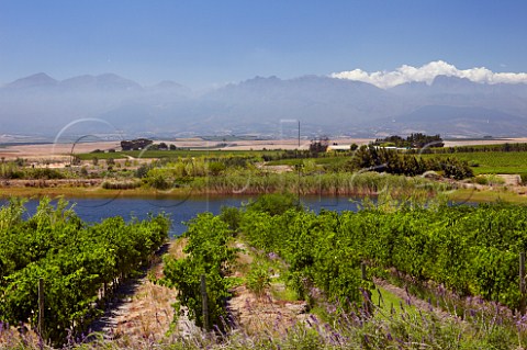 Vineyards and dam of Vondeling Paarl Western Cape South Africa  Voor Paardeberg