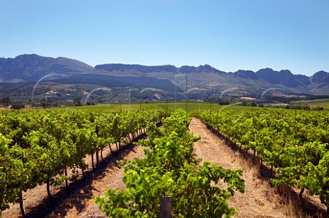 Cabernet Sauvignon vineyard of Nederburg with the Dutoitskloof Mountains beyond  Paarl Western Cape South Africa