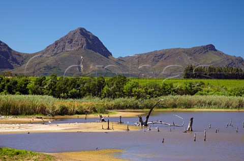 Low level of dam in vineyards of Nederburg   Paarl Western Cape South Africa