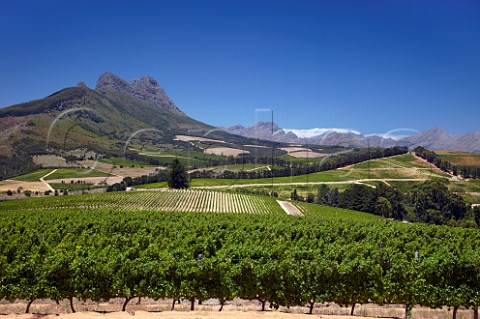 View from Sauvignon Blanc vineyard of Warwick Estate to the Simonsberg mountain Stellenbosch Western Cape South Africa  SimonsbergStellenbosch