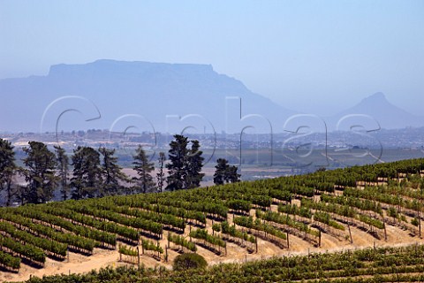 Vineyards of Warwick Estate with Table Mountain and Lions Head in distance Stellenbosch Western Cape South Africa  SimonsbergStellenbosch