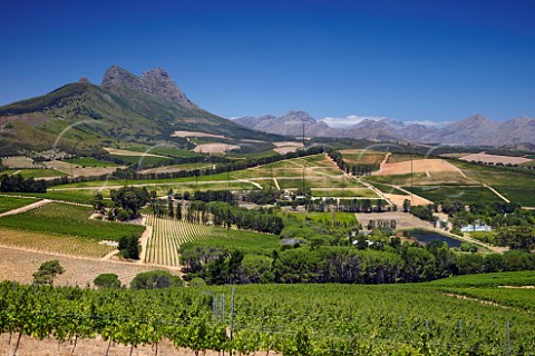 View from Sauvignon Blanc vineyard of Warwick Estate to the Simonsberg Mountain Stellenbosch Western Cape South Africa  SimonsbergStellenbosch