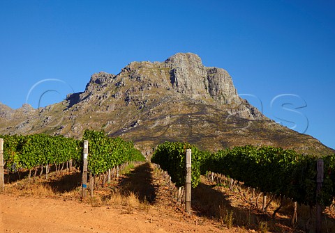 Cabernet Sauvignon vineyard of Dornier with the Stellenbosch Mountain beyond Stellenbosch Western Cape South Africa  Stellenbosch