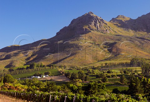 Vineyards of Dornier with the Helderberg Mountain beyond Stellenbosch Western Cape South Africa  Stellenbosch