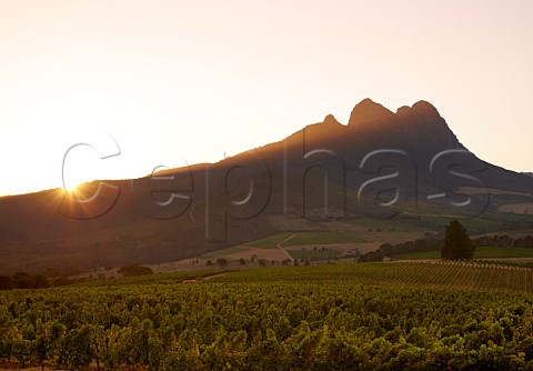 Sunrise over the Simonsberg mountain viewed from Warwick Estate Stellenbosch Western Cape South Africa  SimonsbergStellenbosch