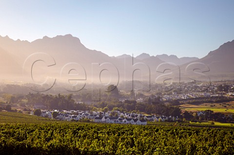Sunrise view over vineyard of Kleine Zalze to the Stellenbosch Mountains Stellenbosch  Western Cape South Africa  Stellenbosch