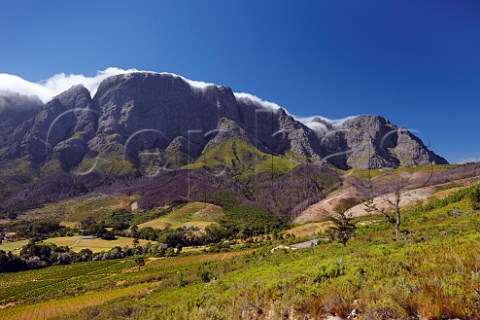 Vineyards of Boekenhoutskloof with the Franschhoek Mountains beyond   Franschhoek Western Cape South Africa Franschhoek Valley