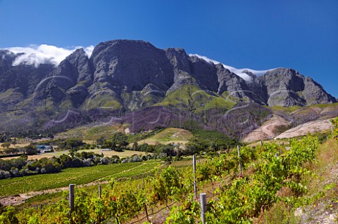 Vineyards of Boekenhoutskloof with the Franschhoek Mountains beyond  Franschhoek Western Cape South Africa Franschhoek Valley