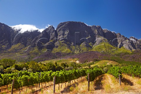 Vineyards of Boekenhoutskloof with the Franschhoek Mountains beyond   Franschhoek Western Cape South Africa Franschhoek Valley
