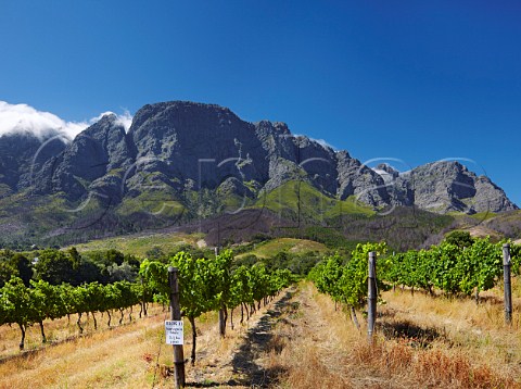 Sauvignon Blanc vineyard of Boekenhoutskloof with the Franschhoek Mountains beyond   Franschhoek Western Cape South Africa Franschhoek Valley
