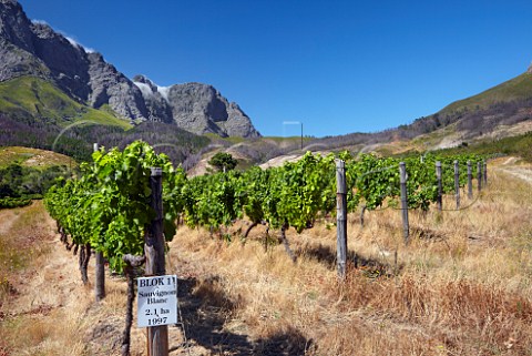 Sauvignon Blanc vineyard of Boekenhoutskloof with the Franschhoek Mountains beyond   Franschhoek Western Cape South Africa Franschhoek Valley