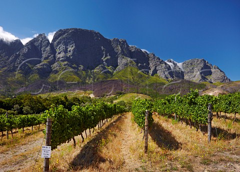 Cabernet Franc vineyard of Boekenhoutskloof with the Franschhoek Mountains beyond   Franschhoek Western Cape South Africa Franschhoek Valley
