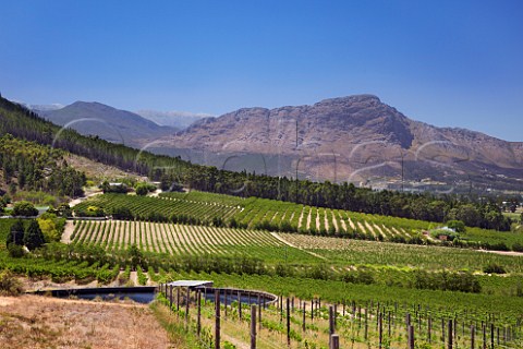 Vineyards of La Motte Franschhoek Western Cape South Africa Franschhoek Valley