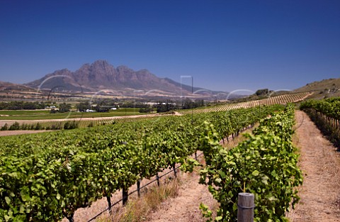 Vineyards of La Motte with the Simonsberg Mountain in distance Franschhoek Western Cape South Africa   Franschhoek Valley