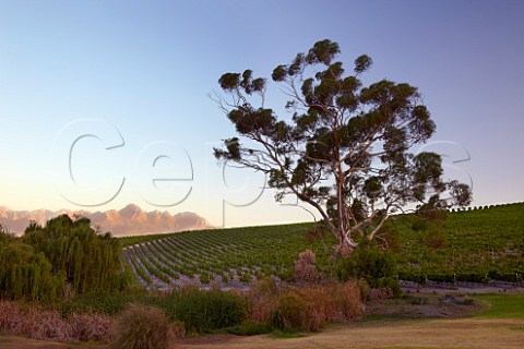 Vineyard of Jordan Estate at dusk Stellenbosch  Western Cape   South Africa   Stellenbosch