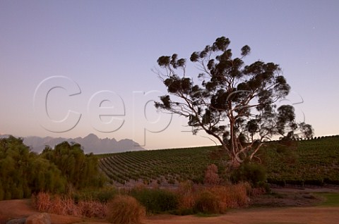 Jordan Estate vineyard at dusk Stellenbosch  Western Cape   South Africa   Stellenbosch