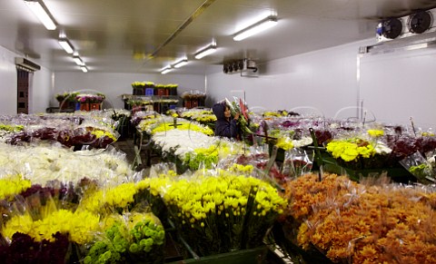 Refrigerated storage room of Oak Valley Flowers  Elgin Western Cape   South Africa