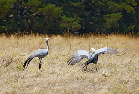 Blue Cranes  the national bird of South Africa   Oak Valley Estate Elgin Western Cape South Africa