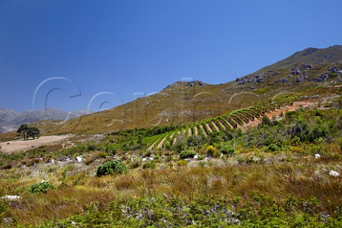 Pinot Noir vineyard of Oak Valley Estate Elgin Western Cape South Africa Elgin