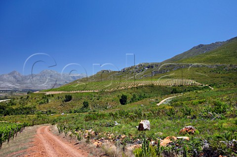 Sauvignon Blanc vineyards of Oak Valley Estate Elgin Western Cape South Africa Elgin