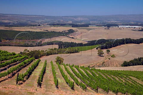 Sauvignon Blanc vineyard of Oak Valley Estate Elgin Western Cape South Africa Elgin