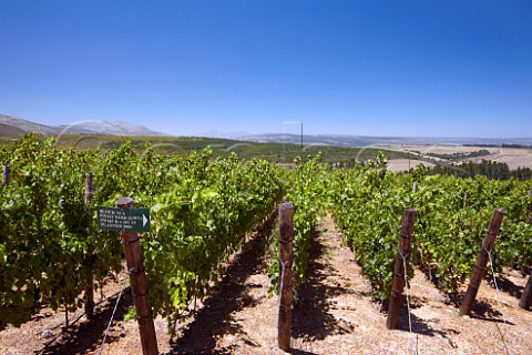 Highdensity Pinot Noir vineyard of Oak Valley Estate Elgin Western Cape South Africa Elgin