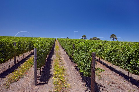 Cabernet Franc vineyard of Oak Valley Estate Elgin Western Cape South Africa Elgin