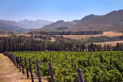 Petit Verdot vineyard of Oak Valley Estate Elgin Western Cape South Africa Elgin