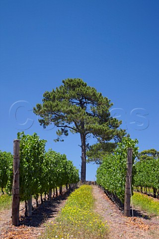 Cabernet Sauvignon vineyard of Oak Valley Estate Elgin Western Cape   South Africa Elgin
