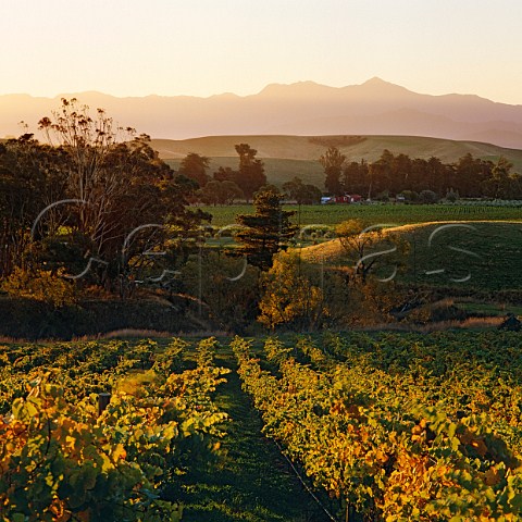 Vineyards of Auntsfield Estate site of the regions first vineyards in the 1800s  Blenheim Marlborough New Zealand