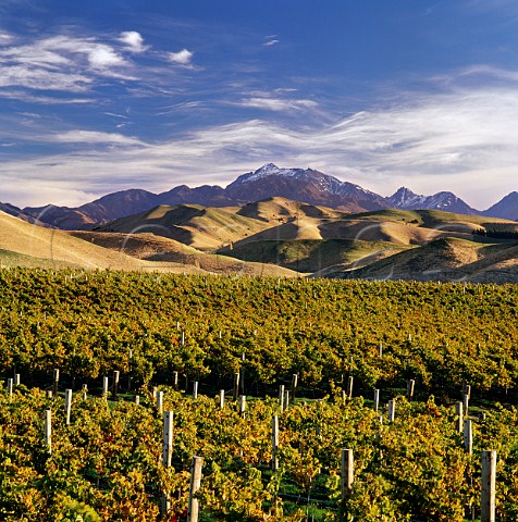 Mount TapuaeOUenuku viewed from vineyard of Ballochdale Estate in the early autumn Upper Awatere Valley Marlborough New Zealand