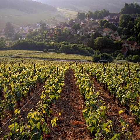 View down to PernandVergelesses from Chardonnay vineyard on the hill of Corton Cte dOr France CortonCharlemagne