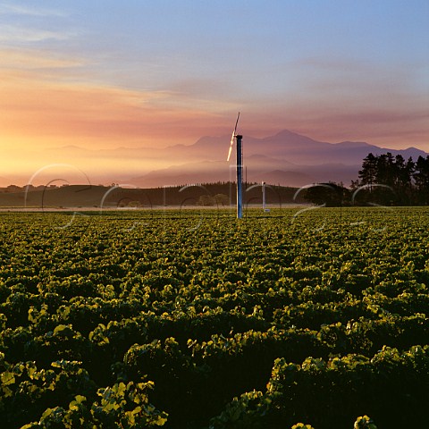 Antifrost wind machines in Pinot Noir vineyard of Wither Hills in the Ben Morven Valley Marlborough New Zealand