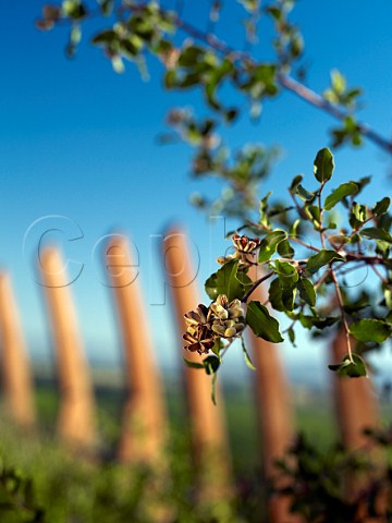 Seeds on Quilay plant Quillaja saponaria on the roof of the Lapostolle Clos Apalta winery Colchagua Valley Chile