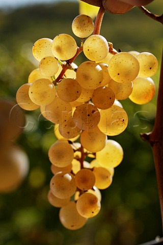 Ribolla Gialla grapes   Oslavia Friuli Italy  Collio